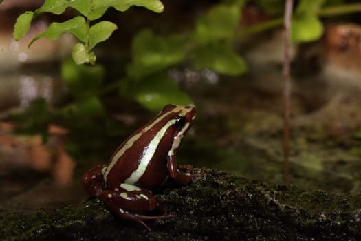 poison dart frog