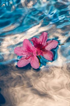 pink dream in liquid