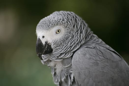 Psittacus erithacus