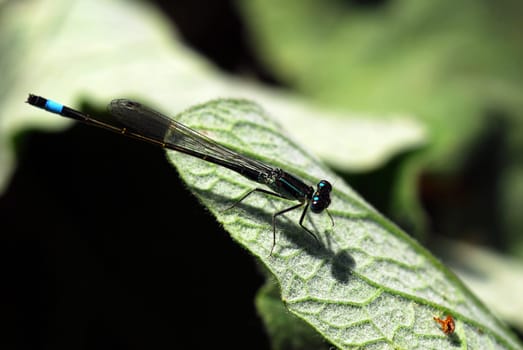 Dragonfly diagonal