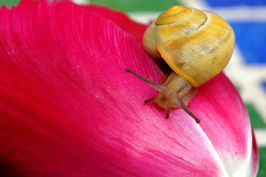 Snail on pink