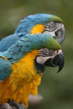 Yellow-breasted macaws