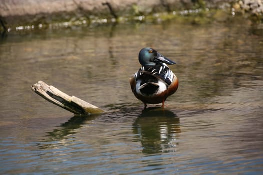 Northern shoveler