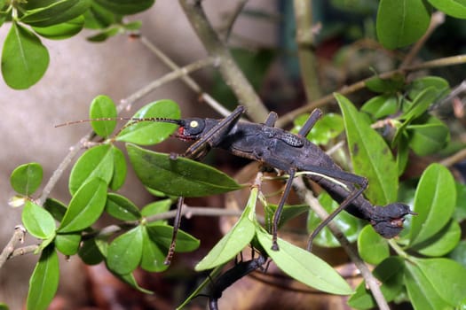 The Peruvian ghost insect was only discovered in Peru in 2004. The name ghost insects,from the scientific name Phasmatodea (Greek: Phasma = ghost),was given to these insects because of their appearance.