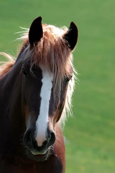Horse's head