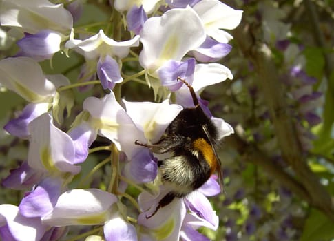 Bumblebee 01