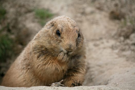 Cynomys ludovicianus