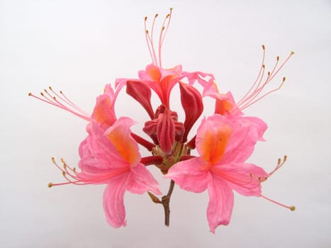 Azalea 01