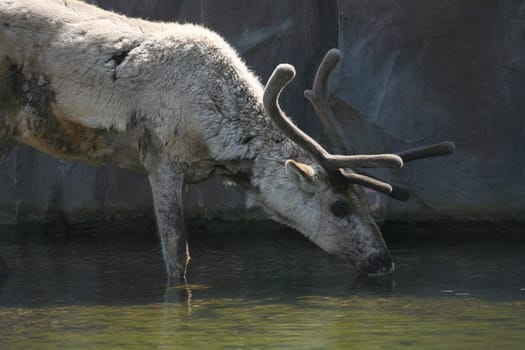 Rangifer tarandus