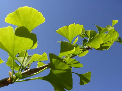 Ginkgo 02