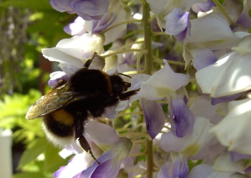 Bumblebee 02