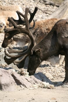 Reindeer