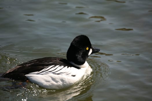 Common goldeneye