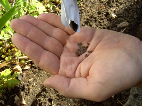 Sowing 03