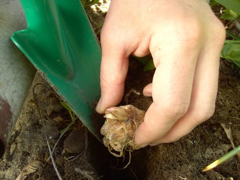 Onion Stuck 03