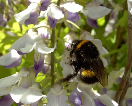 Bumblebee 04