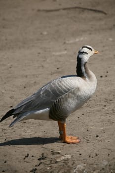 Anser indicus