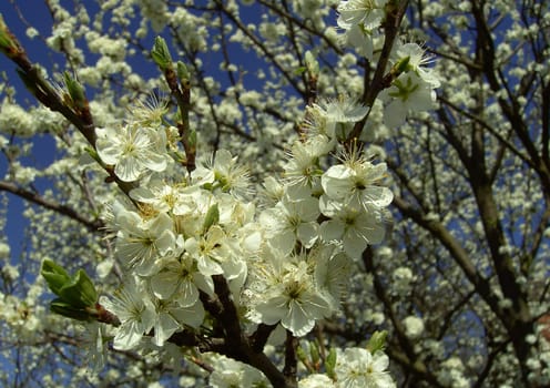 Cherry Blossom 3