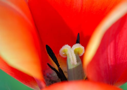 Tulip macro