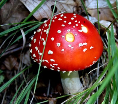 Fly agaric