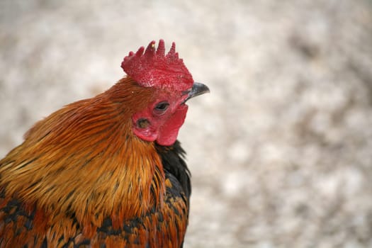 Chef on the chicken farm