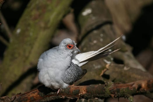 Diamond pigeon