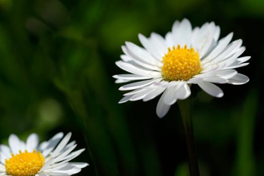 two daisies