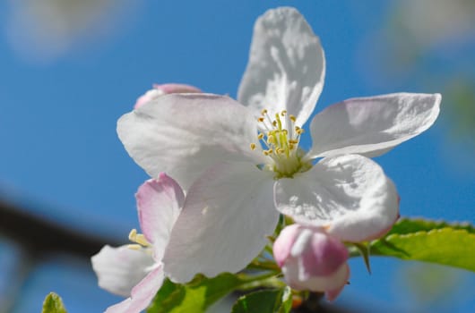 Apple blossom