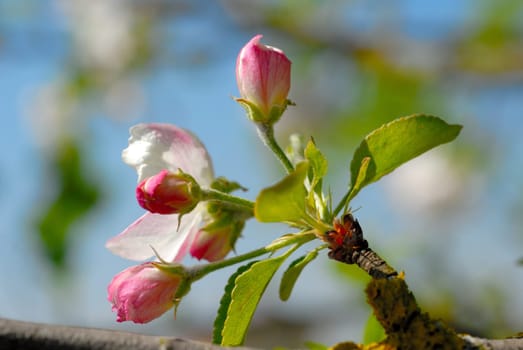 Buds on the apple tree