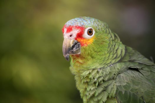 Amazona autumnalis