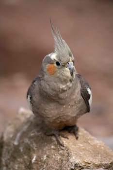 Nymphicus hollandicus