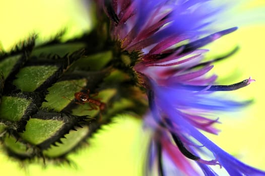 Cornflower and ant