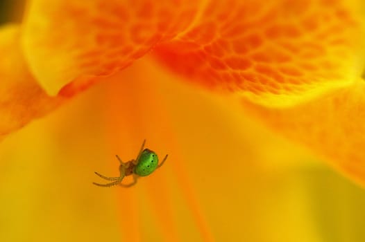 green spider