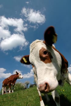 Cow's head