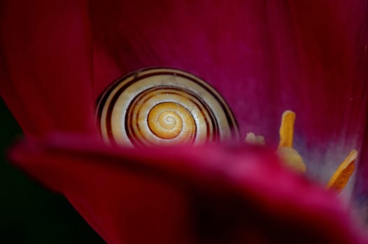 hidden snail