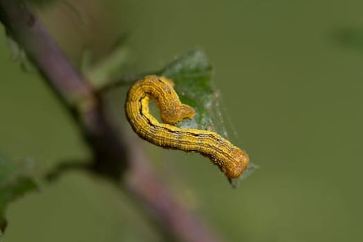Does anyone know this caterpillar? Found them in larger numbers on a hawthorn and the neighboring oak tree.