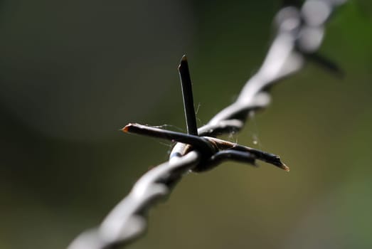 Barbed wire