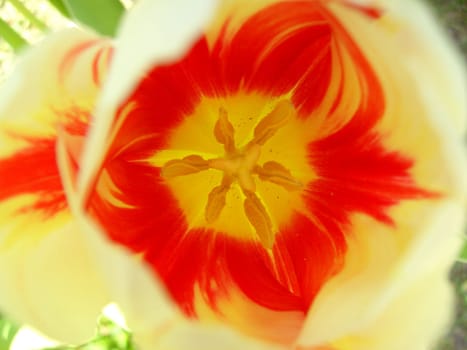 Tulip 16