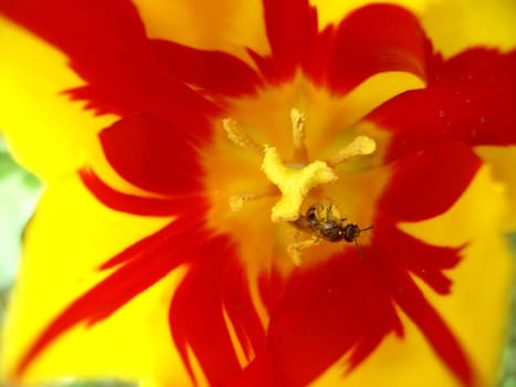 Tulip 10