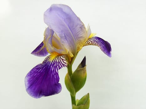 Iris 02