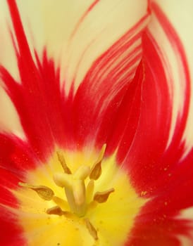 Tulip 08