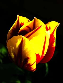 Tulip 15