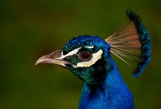 Pavo cristatus
