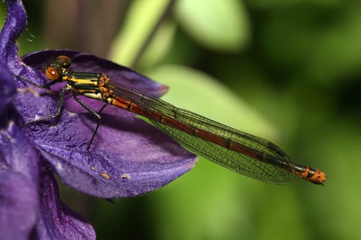 Large red damselfly