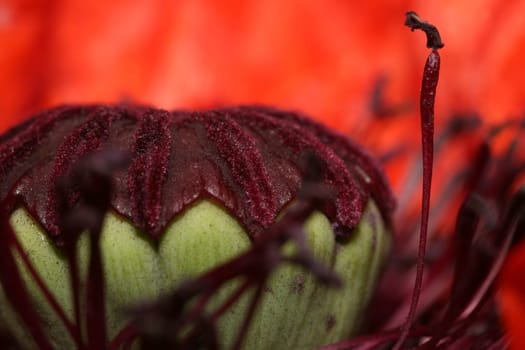 Transience of the red poppy