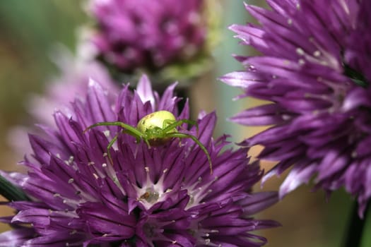 Crab spider on chives