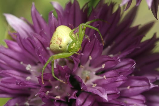 Crab spider on chives