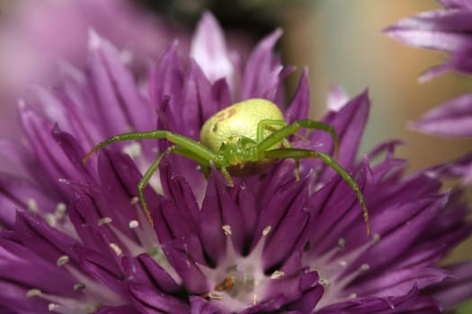 Crab spider on chives