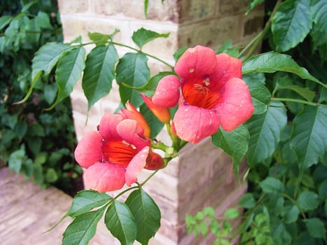 Flowerage