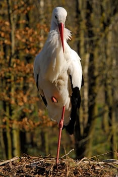 Stork